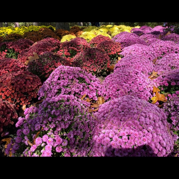 Meet your Posher - Picture 3 of 11